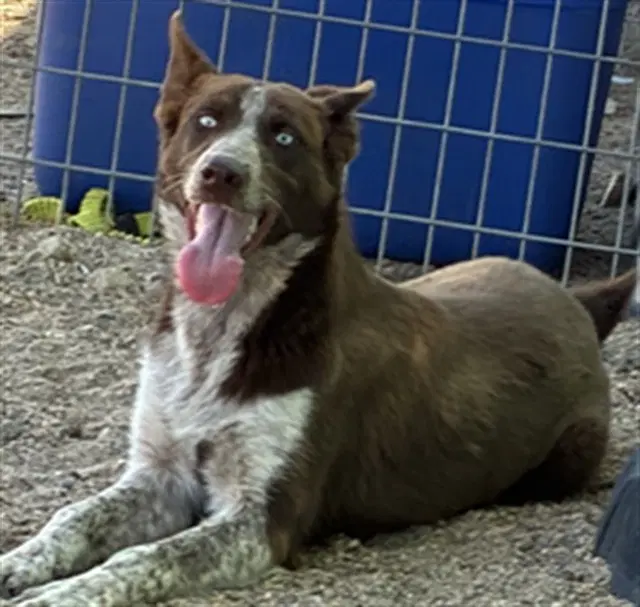 Schotzie - Border Collie