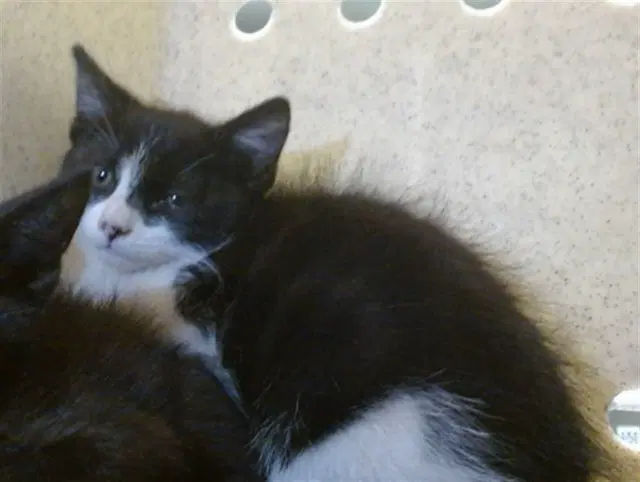 Cate - Domestic Short Hair