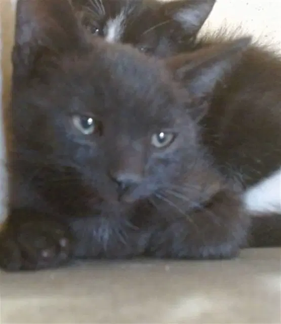 Miles - Domestic Short Hair