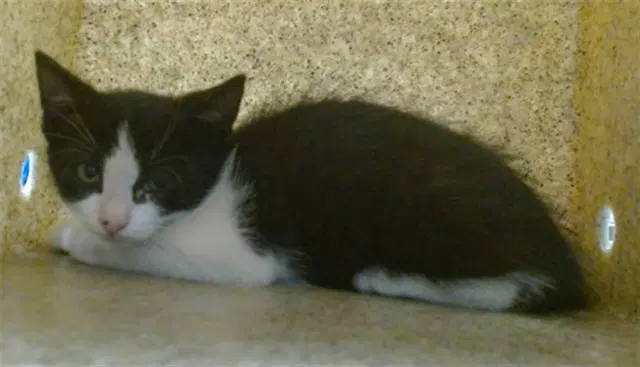 Tabitha - Domestic Short Hair