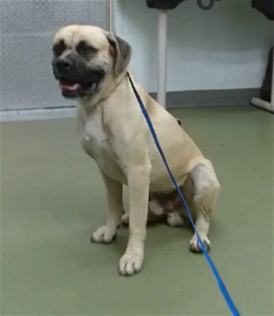 Bowser - Mastiff