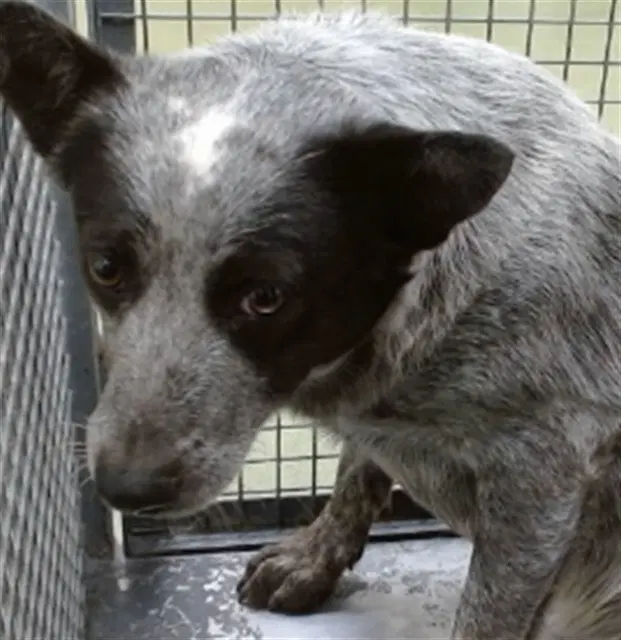 Bluey - Australian Cattle Dog/Blue Heeler