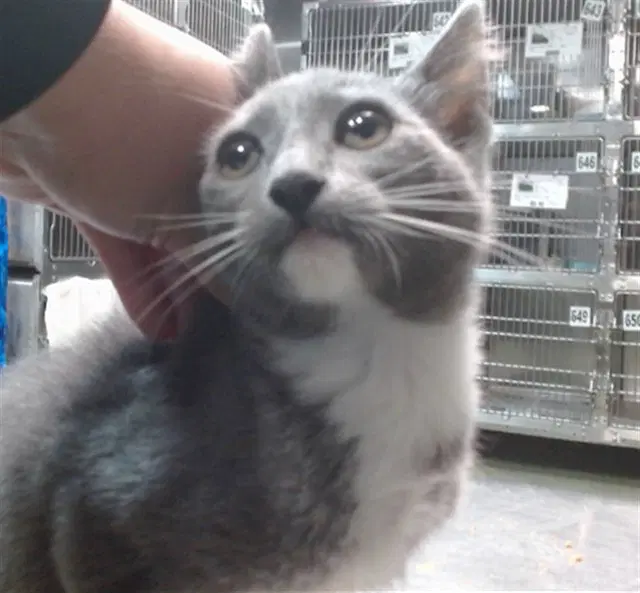 Romo - Domestic Short Hair