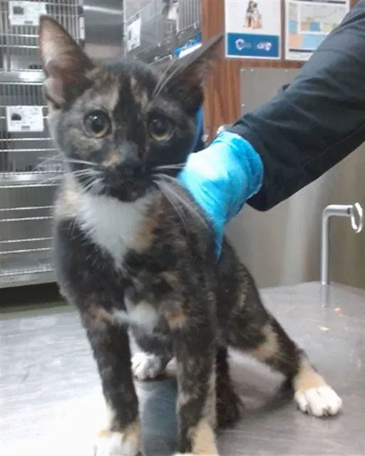 Sabrina - Domestic Short Hair