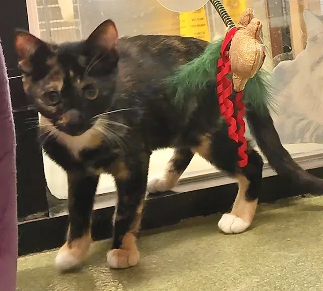 Sabrina - Domestic Short Hair
