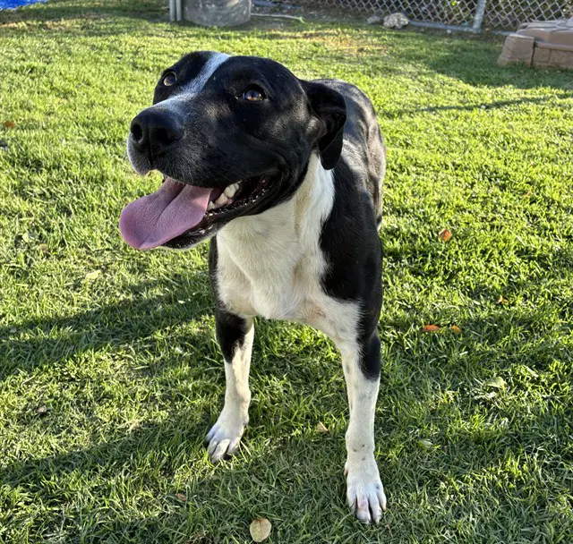 Bennie - Pit Bull Terrier