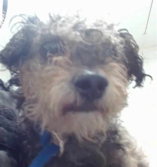 Gracie - Terrier