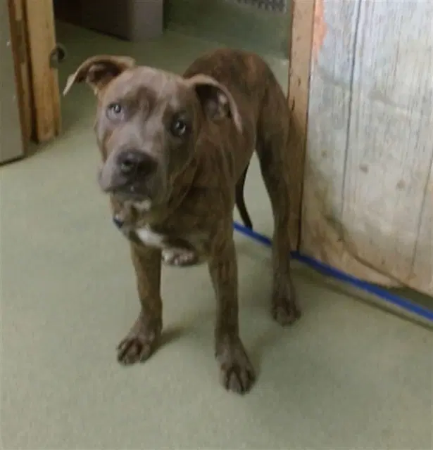 Stripes - Pit Bull Terrier