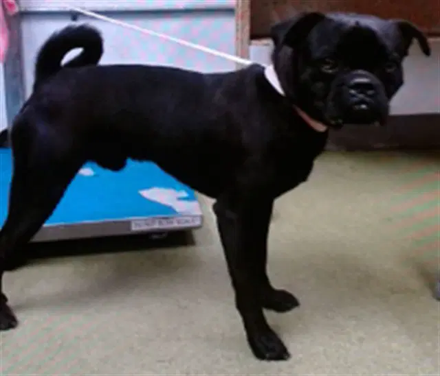 Pierre - Pug