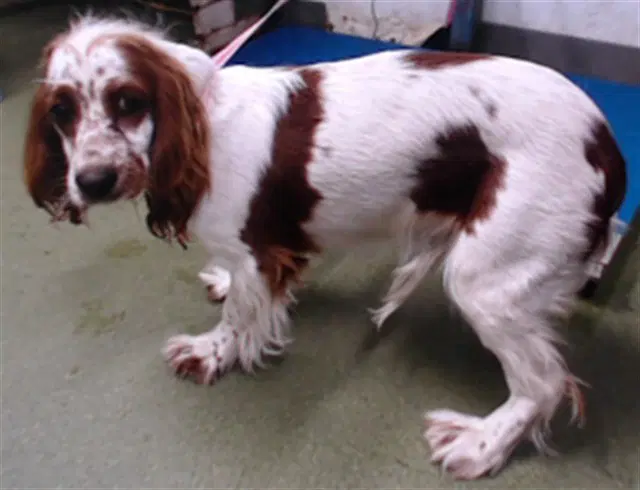 Kennedy - Cocker Spaniel
