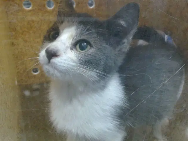Chita - Domestic Short Hair