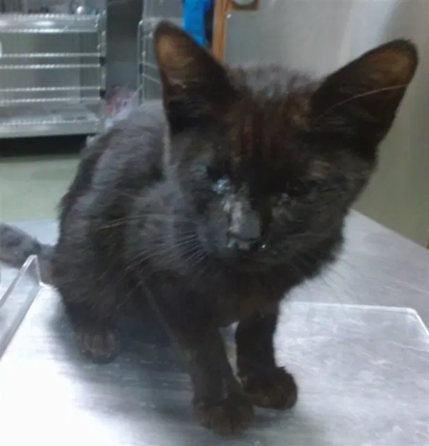 Shaggy - Domestic Short Hair