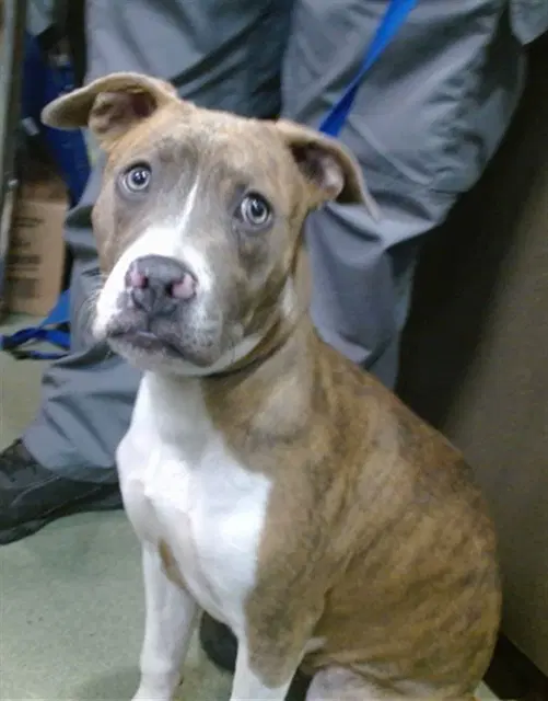 Luna - Pit Bull Terrier