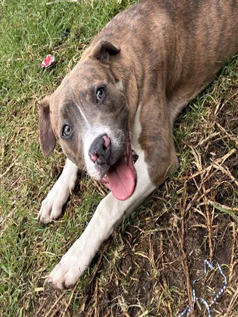 Luna - Pit Bull Terrier