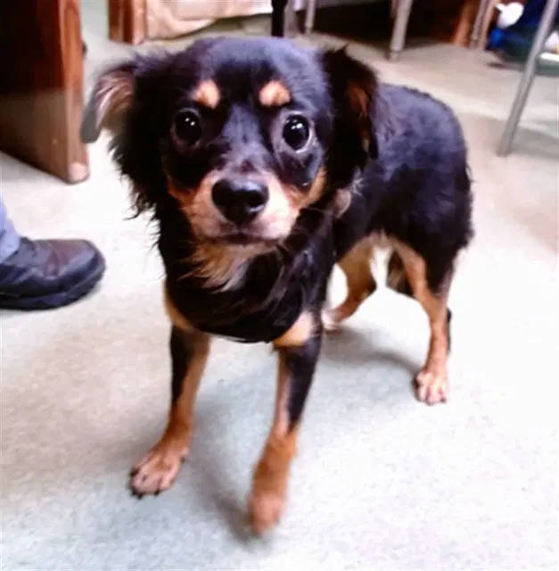 Pearl - Chihuahua