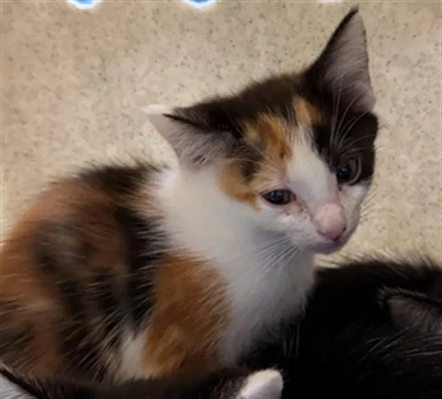 Daisy - Domestic Short Hair
