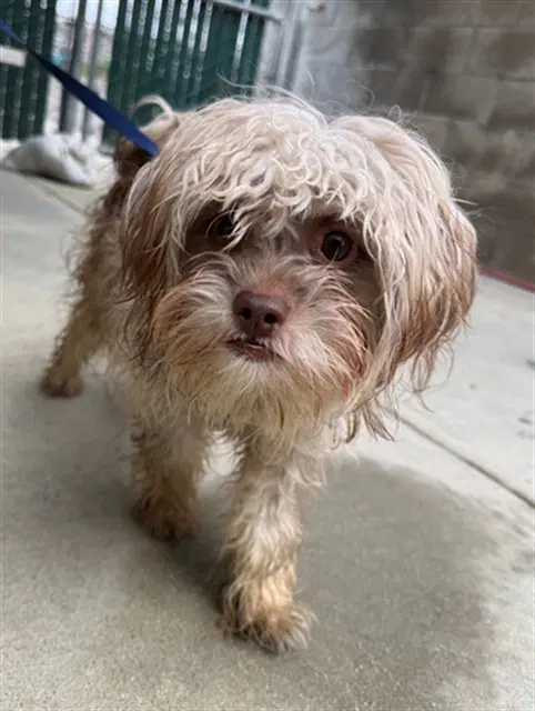 Ruby Rose - Maltese