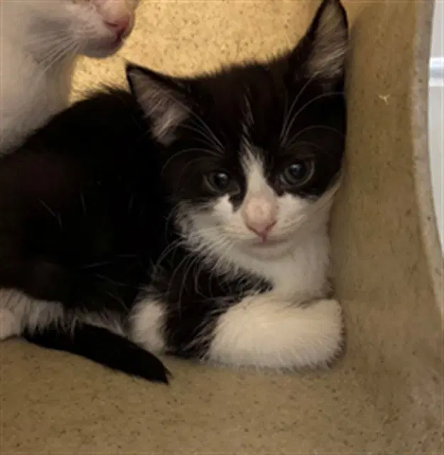 Shasta - Domestic Short Hair