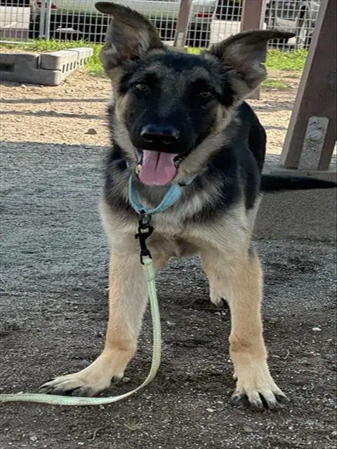 Bailey - German Shepherd Dog