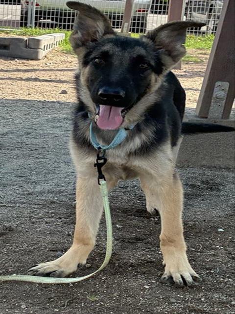 Bailey, German Shepherd Dog (medium coat)