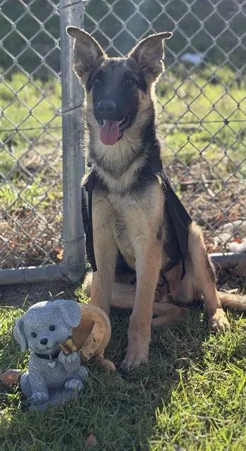 Bailey - German Shepherd Dog