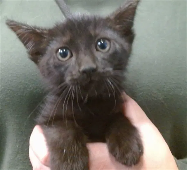 Noodle - Domestic Short Hair
