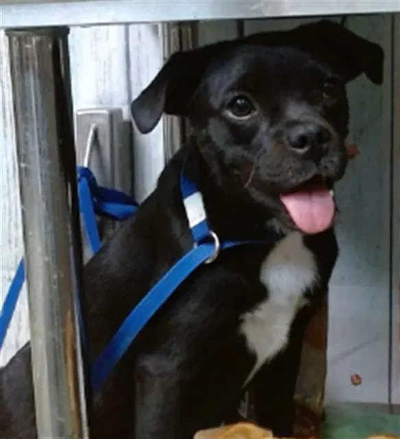 Elvira - Chihuahua