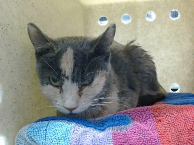 Isla - Domestic Short Hair