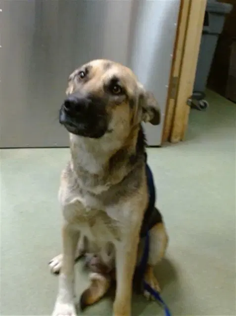 Mama Mimi - German Shepherd Dog