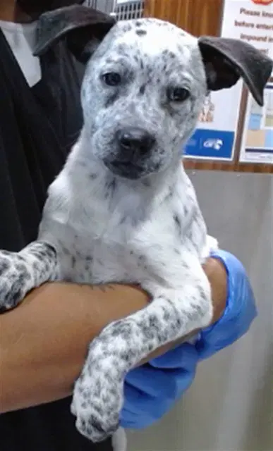 Penelope - Australian Cattle Dog/Blue Heeler