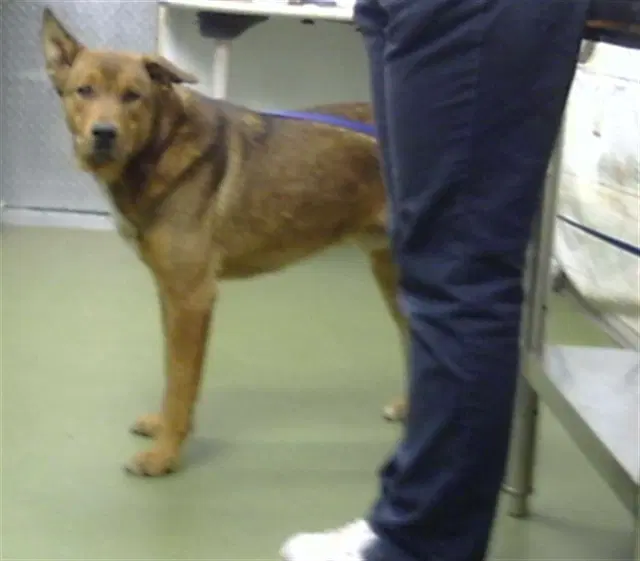 Lorax - German Shepherd Dog