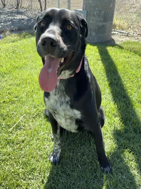 Willow - Labrador Retriever