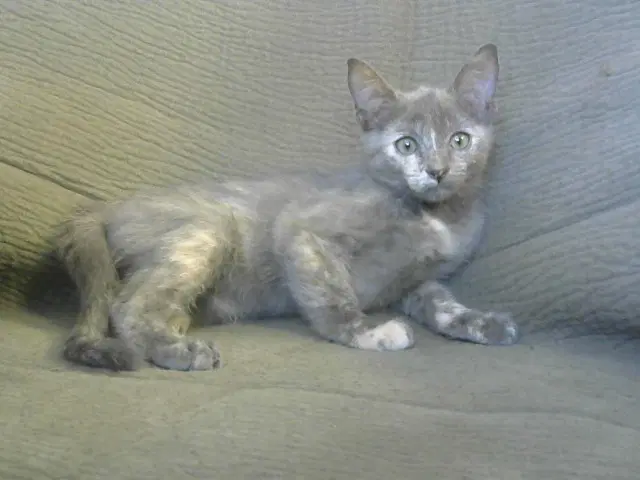 Caitria - Domestic Short Hair