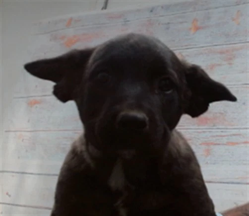Bruce