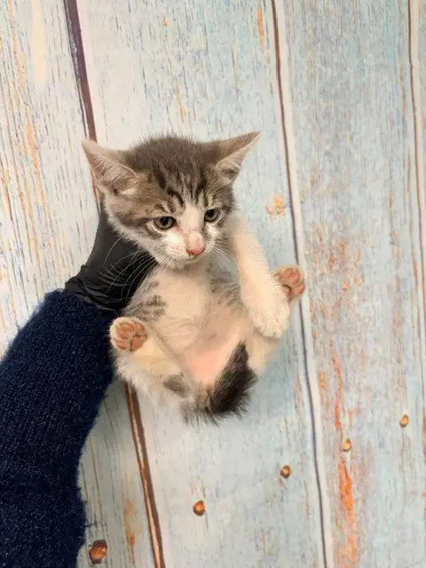 Dutch - Domestic Short Hair