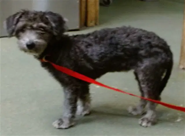 Ophelia - Poodle (Miniature)