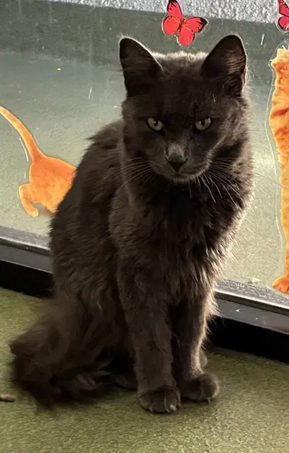 Gray - Domestic Medium Hair
