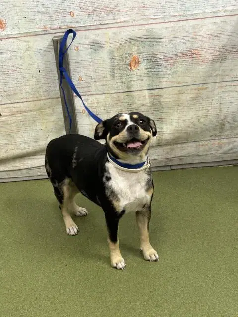Sprout - French Bulldog