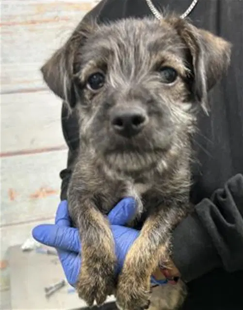 Lilly - Terrier