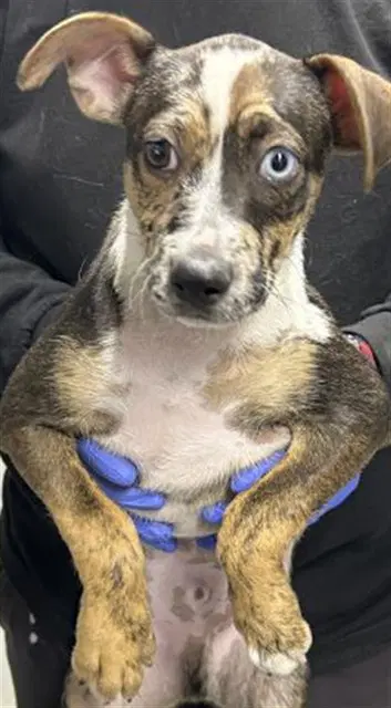 Zip - Beagle