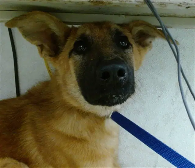 Max - German Shepherd Dog