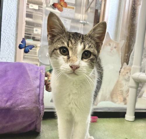 Tina, Domestic Short Hair (medium coat)