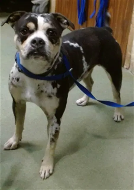T-Bone - Pit Bull Terrier