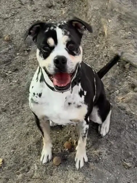 T-Bone - Pit Bull Terrier