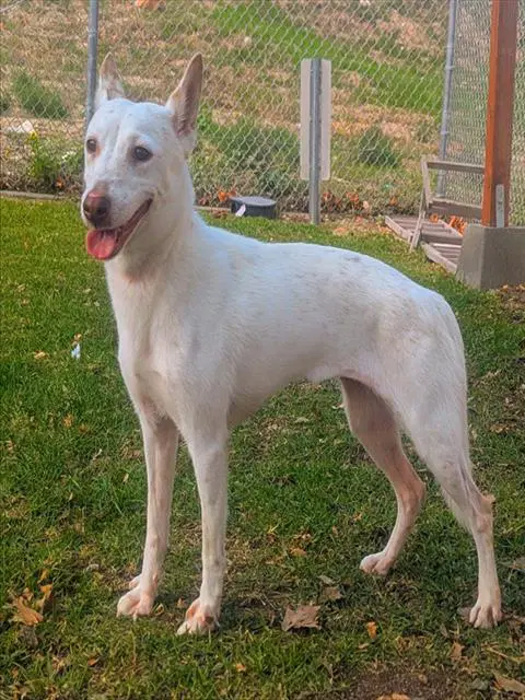 Maggie - German Shepherd Dog