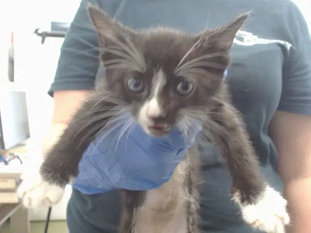 Mittens - Domestic Short Hair