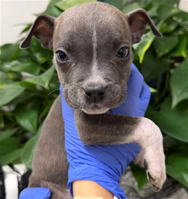Snookie - Pit Bull Terrier