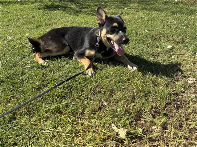 Clove - German Shepherd Dog