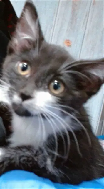 Serafina - Domestic Short Hair