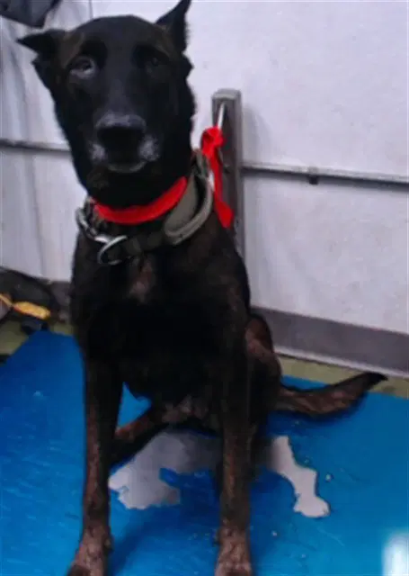 Angelina - Belgian Shepherd Malinois